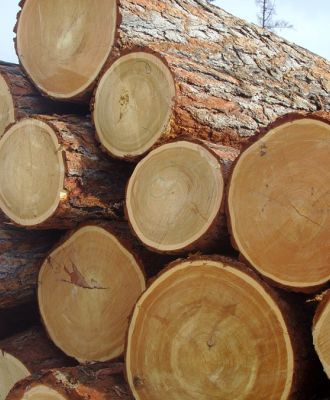 Заготовка леса